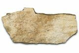 Dinosaur (Triceratops) Frill Shield Section - Montana #355179-1